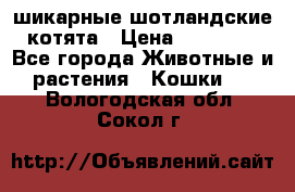 шикарные шотландские котята › Цена ­ 15 000 - Все города Животные и растения » Кошки   . Вологодская обл.,Сокол г.